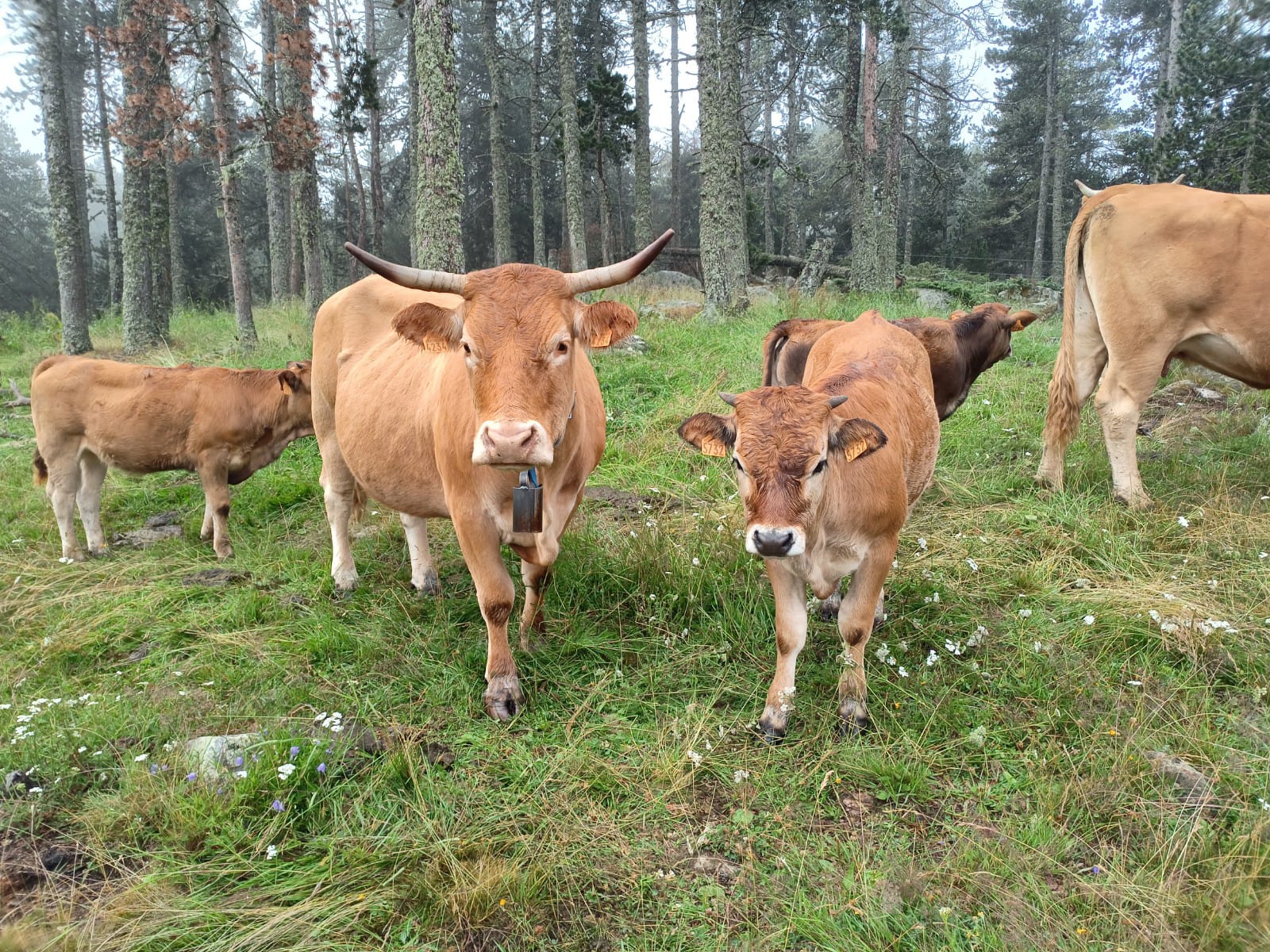 Bouriech cattle in woodland terrain