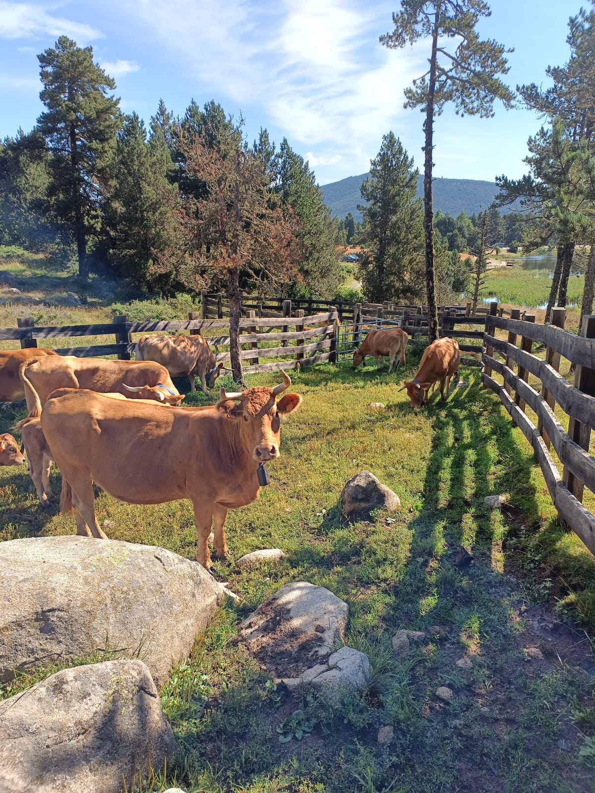 Bouriech cattle on summer grazing