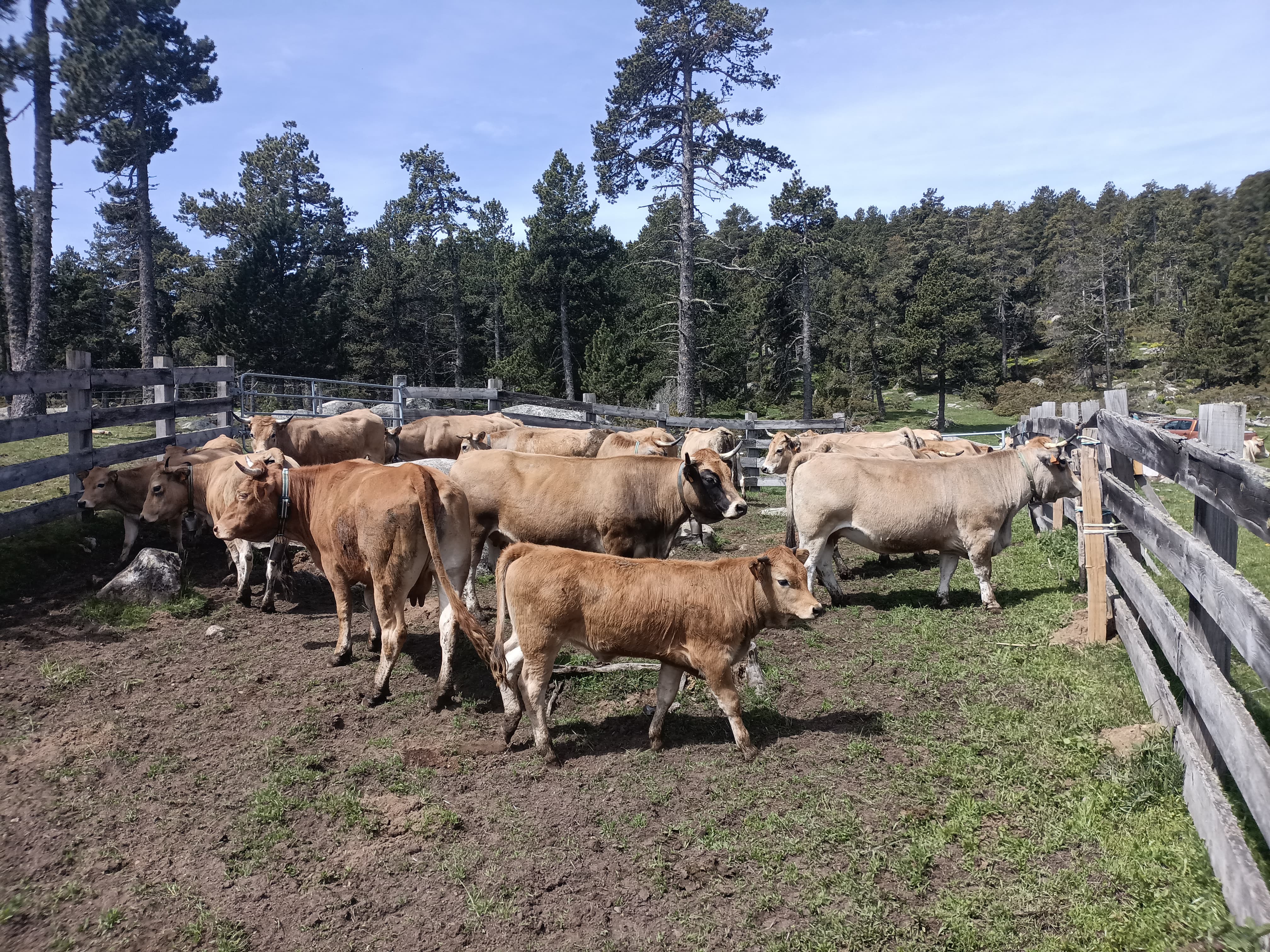 Bouriech cattle on extensive summer grazing
